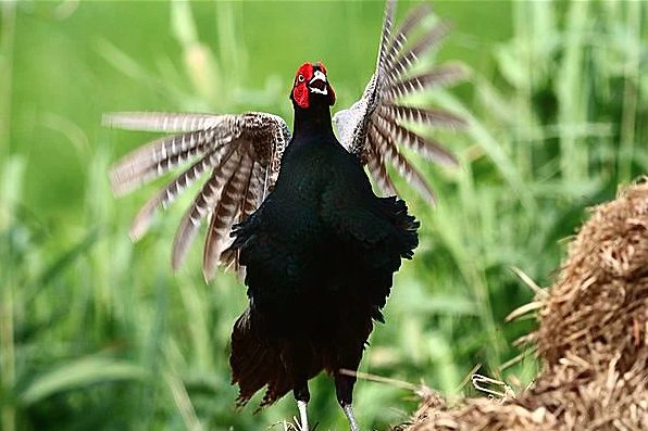 雉始雊 (きじはじめてなく)季節。クルマ旅を支えるアイテムを準備しよう。