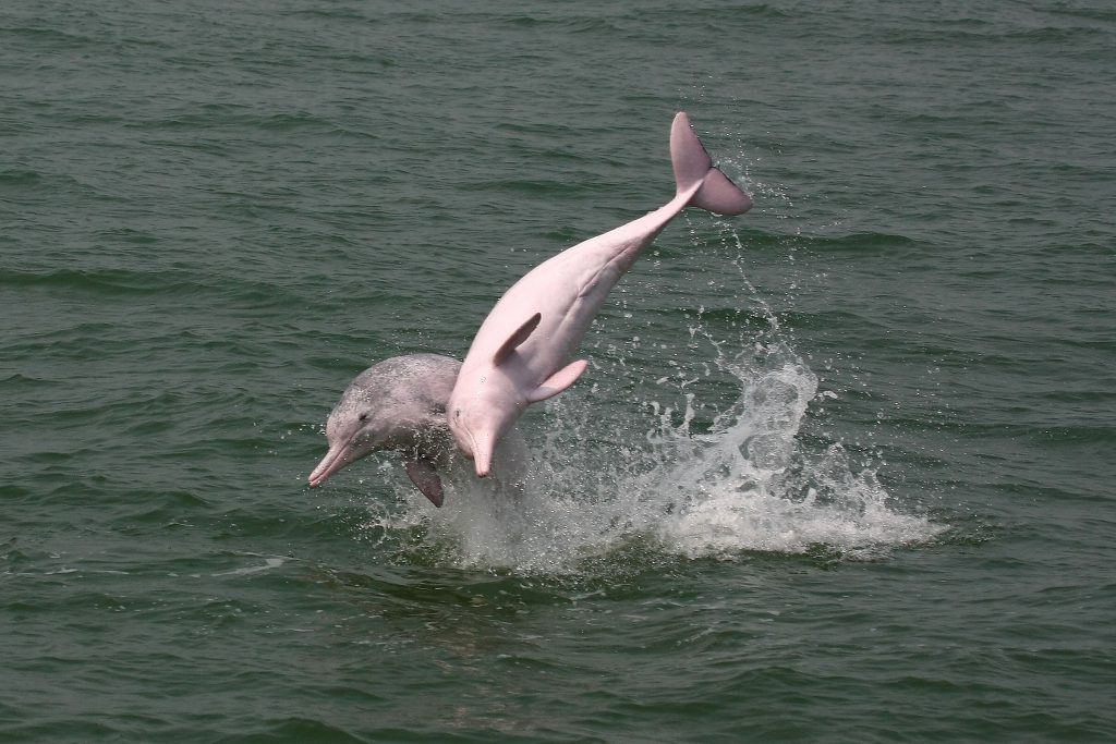 コロナ禍でも明るい話題!見逃していませんか?